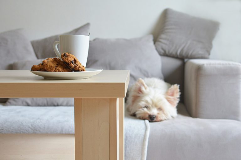 a dog lying on a couch