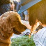 a person touching a dog