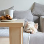 a dog lying on a couch